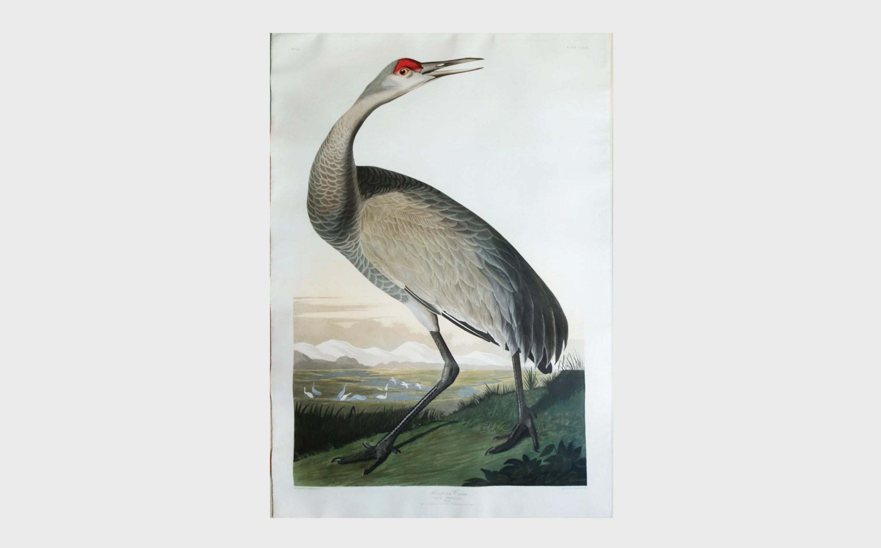 Audubon Aquatint, Hooping Crane